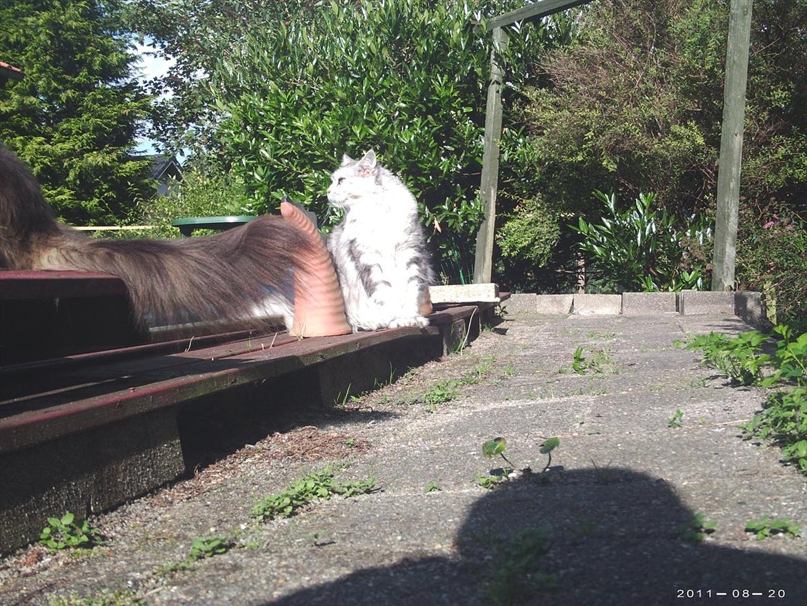 Maine Coon DK Agerskov's Bailey (Malou) billede 15