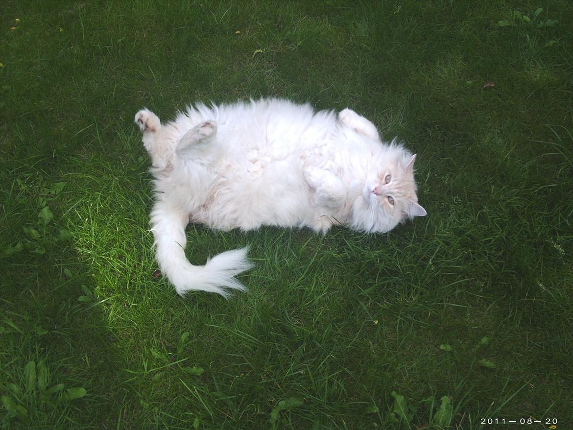 Maine Coon basse billede 10