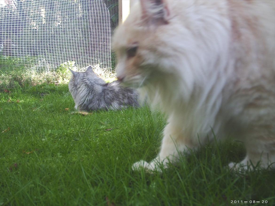 Maine Coon basse billede 11