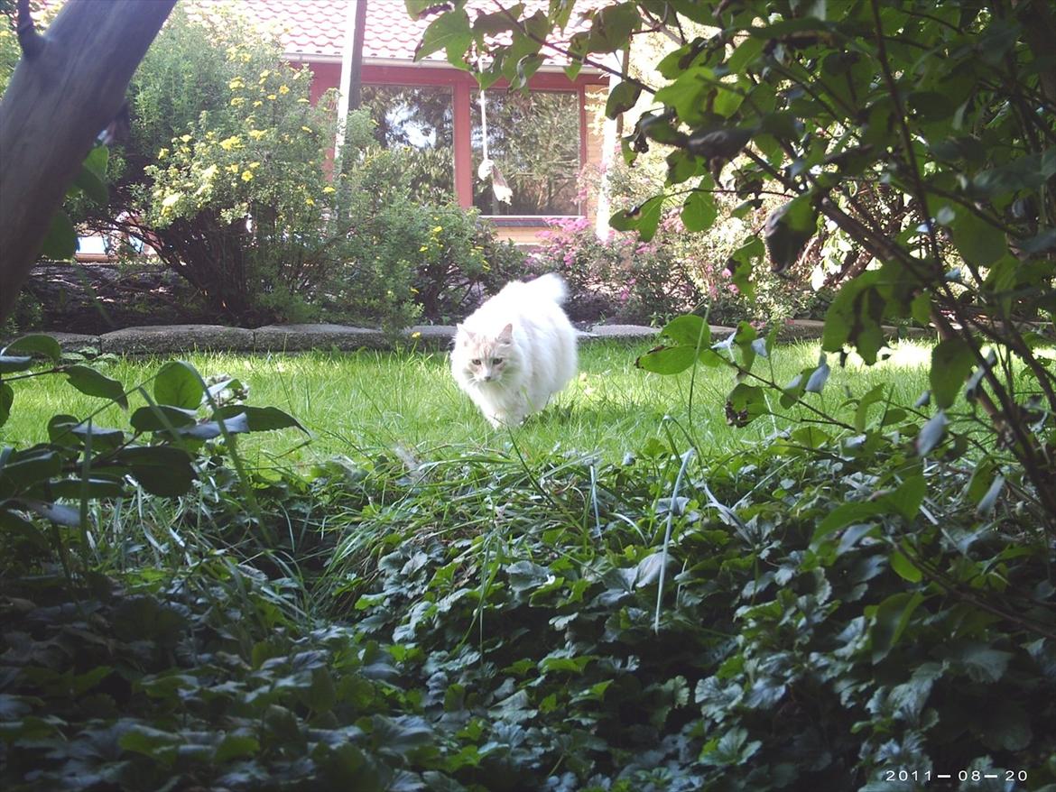 Maine Coon basse billede 12