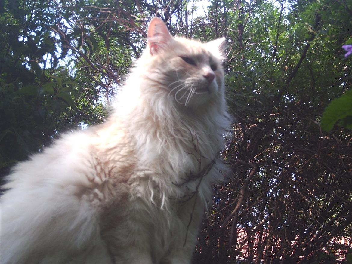 Maine Coon basse billede 15