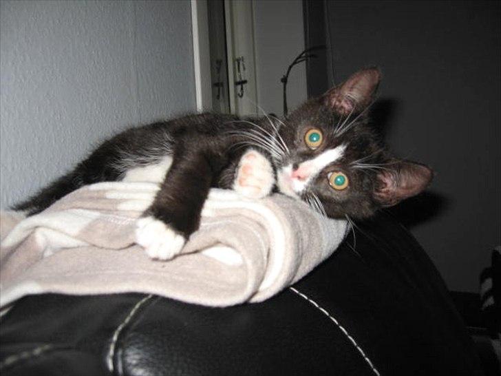 Huskat Stella billede 1