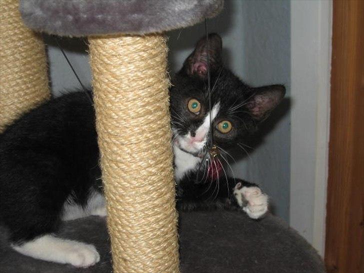 Huskat Stella billede 2