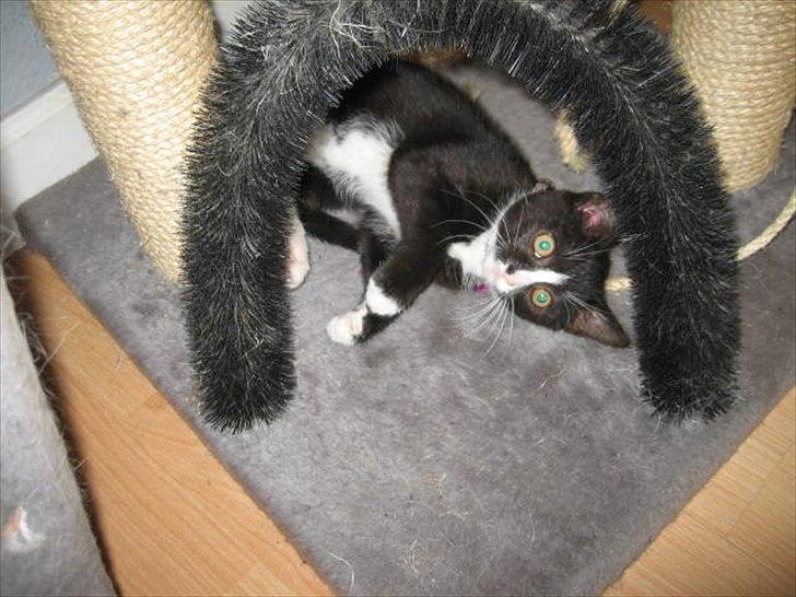 Huskat Stella billede 3