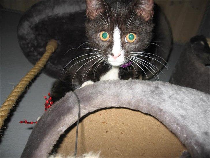 Huskat Stella billede 4