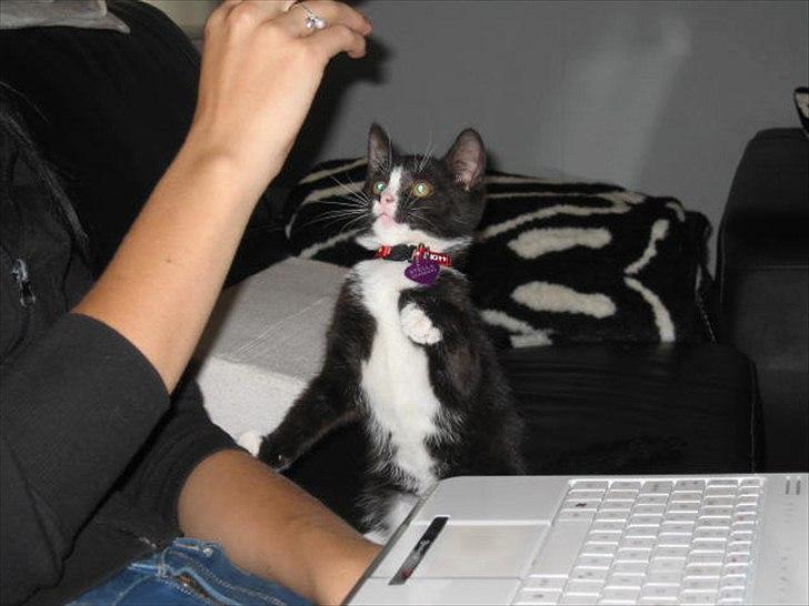 Huskat Stella billede 5