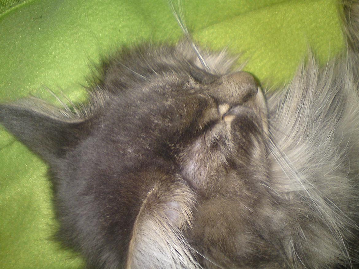 Maine Coon DK Engberg's Arkimedes (kælenavn Surfer) billede 11