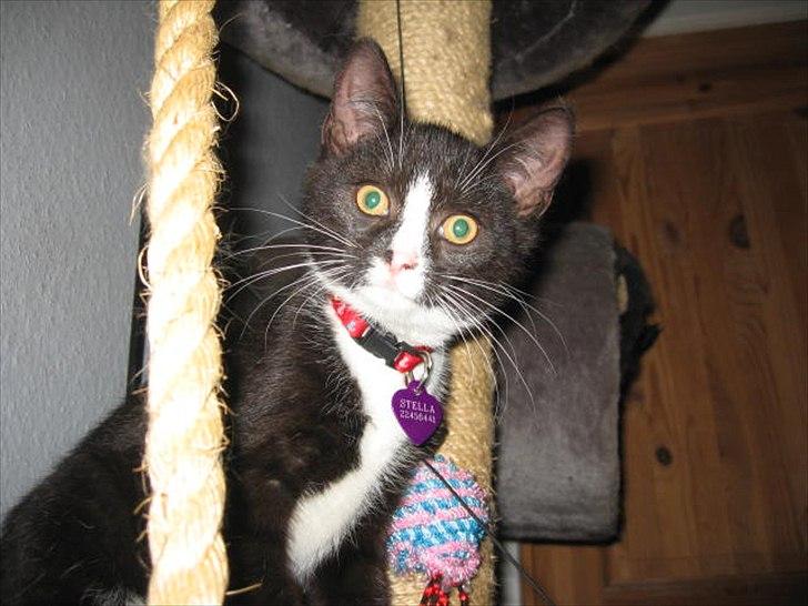 Huskat Stella billede 6