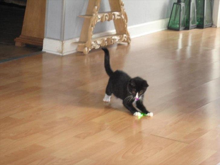 Huskat Stella billede 7