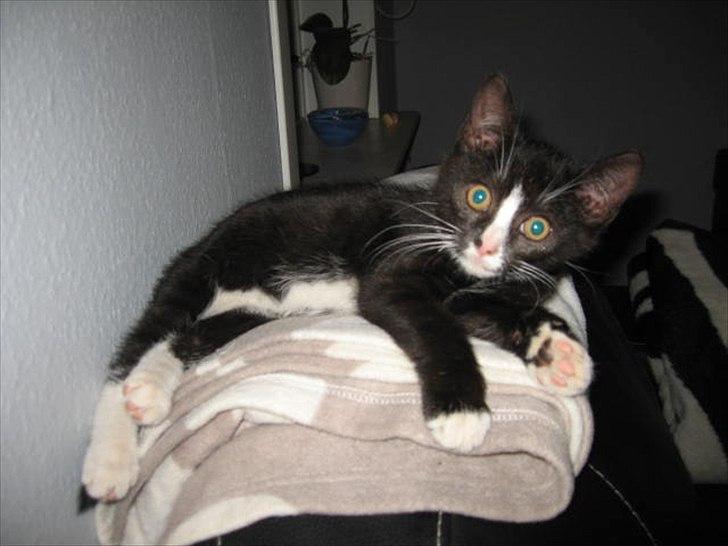 Huskat Stella billede 8