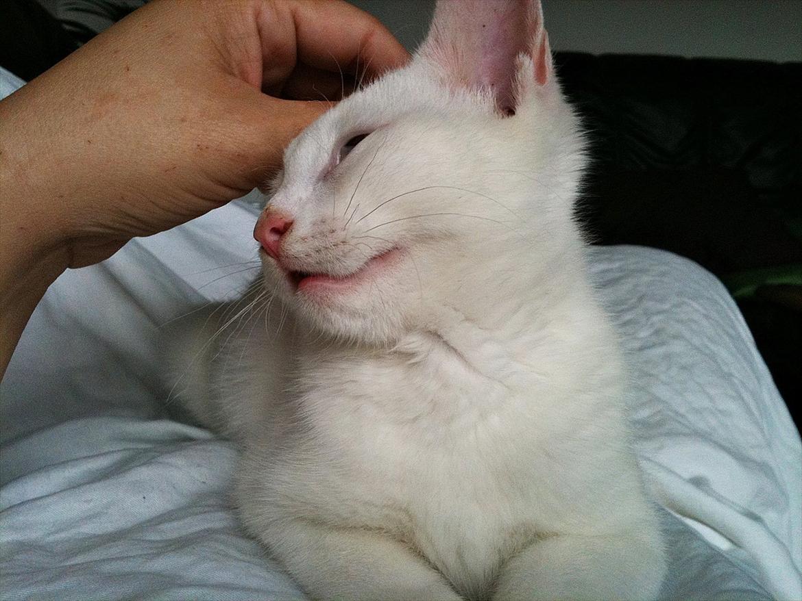 Blanding af racer Bo - Mmmm det er dejligt! billede 2