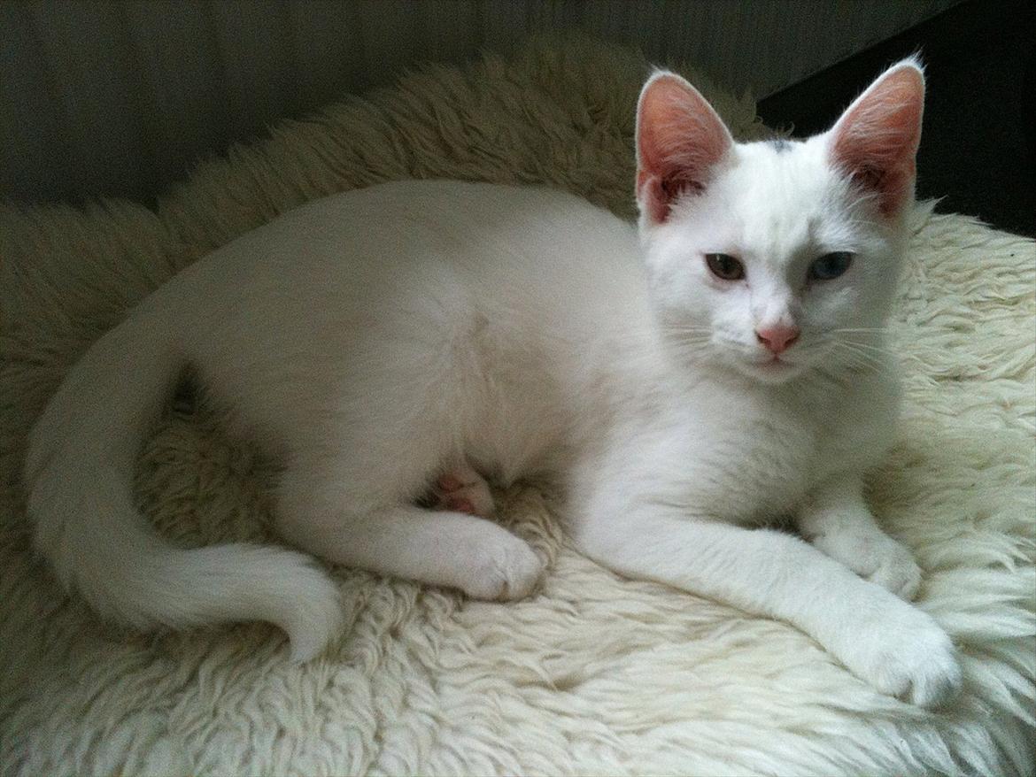 Blanding af racer Bo billede 4