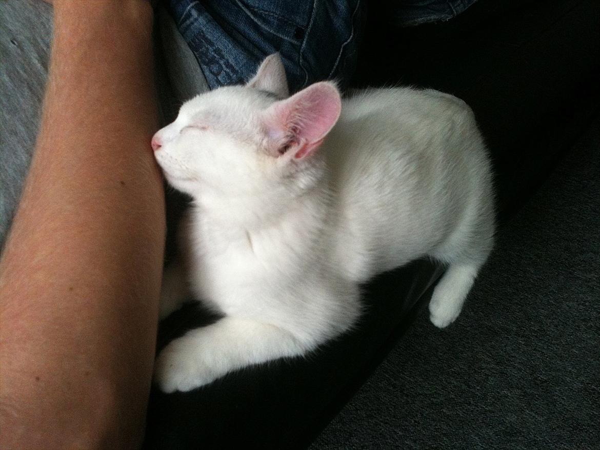 Blanding af racer Bo - Det er så hyggeligt at putte sammen med Jakob :-) Selvom man er liiige ved at falde ned! billede 5