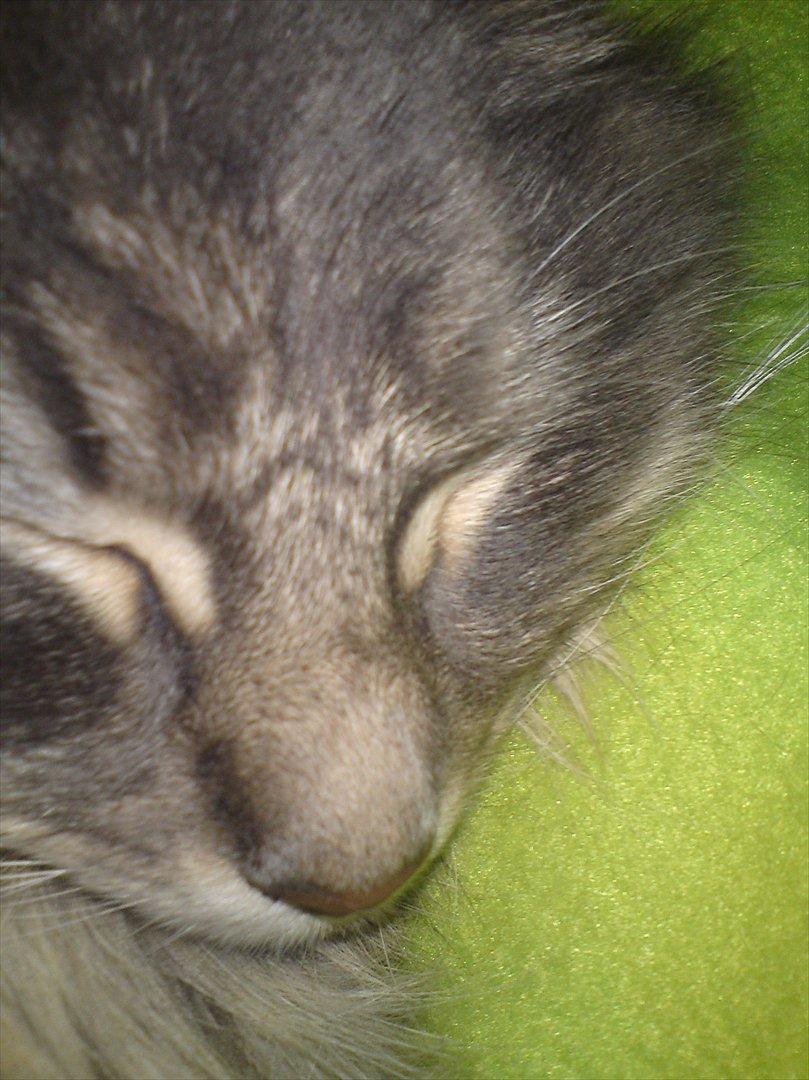 Maine Coon DK Engberg's Arkimedes (kælenavn Surfer) billede 12