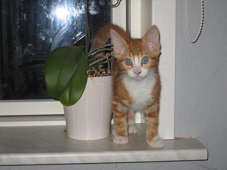 Blanding af racer Sacko billede 2