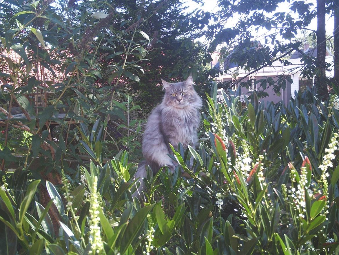 Maine Coon DK Engberg's Arkimedes (kælenavn Surfer) billede 13