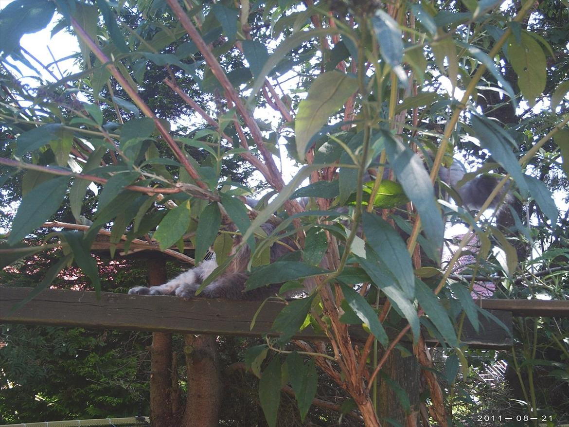 Maine Coon DK Engberg's Arkimedes (kælenavn Surfer) billede 14