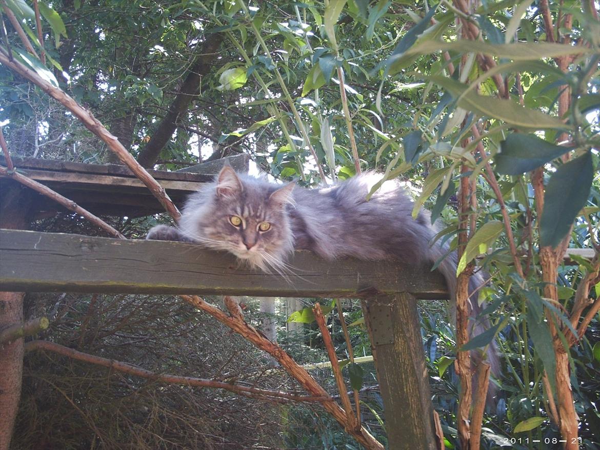 Maine Coon DK Engberg's Arkimedes (kælenavn Surfer) billede 15