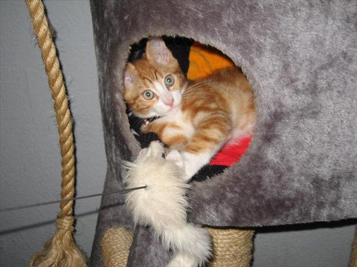 Blanding af racer Sacko billede 3