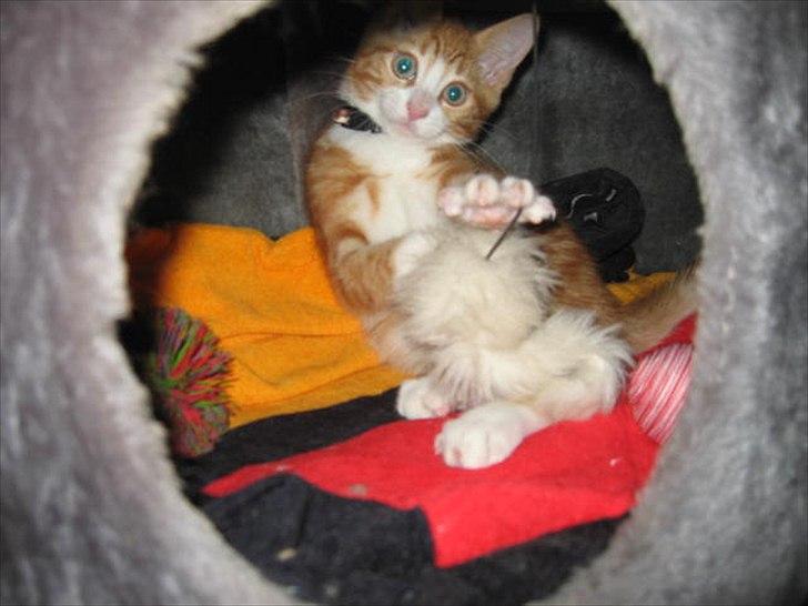 Blanding af racer Sacko billede 4