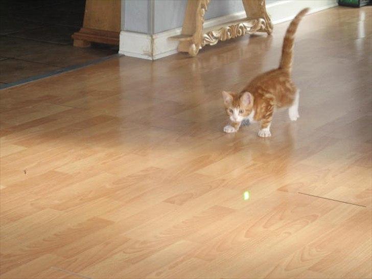 Blanding af racer Sacko billede 5