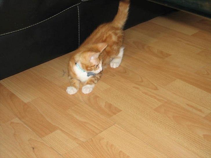 Blanding af racer Sacko billede 6