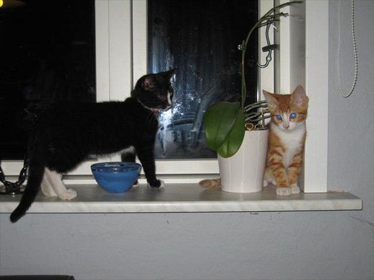 Blanding af racer Sacko billede 7