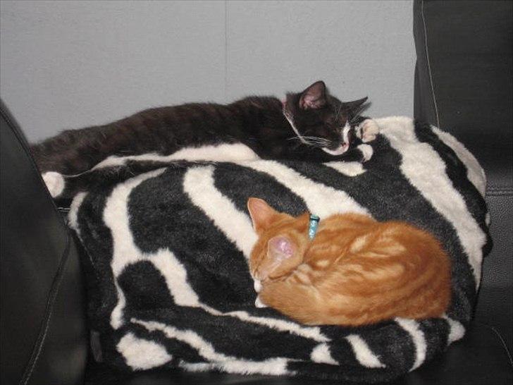 Blanding af racer Sacko billede 8