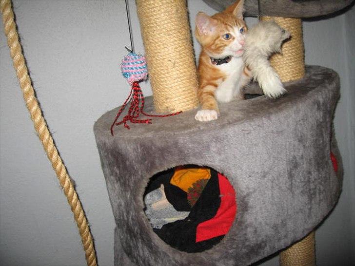 Blanding af racer Sacko billede 9