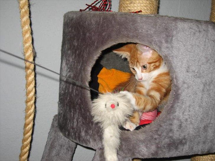 Blanding af racer Sacko billede 10