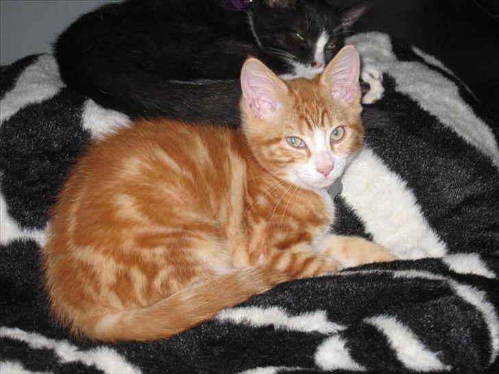 Blanding af racer Sacko billede 11