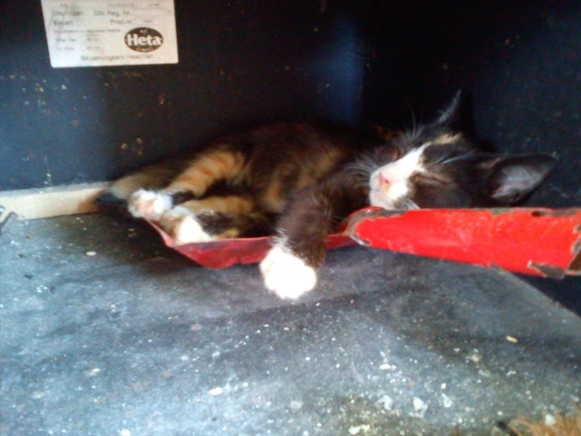 Huskat Litel Handy mis(Min) billede 18