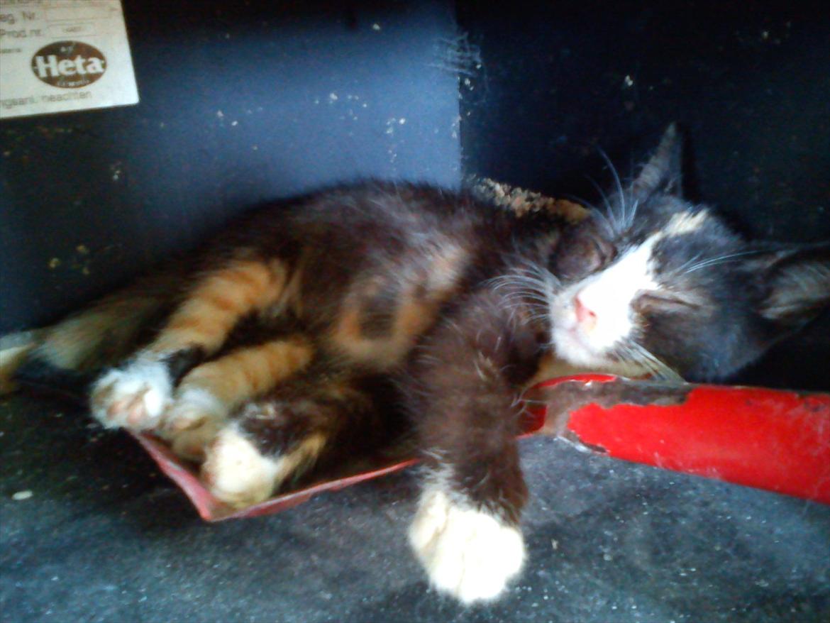 Huskat Litel Handy mis(Min) billede 13