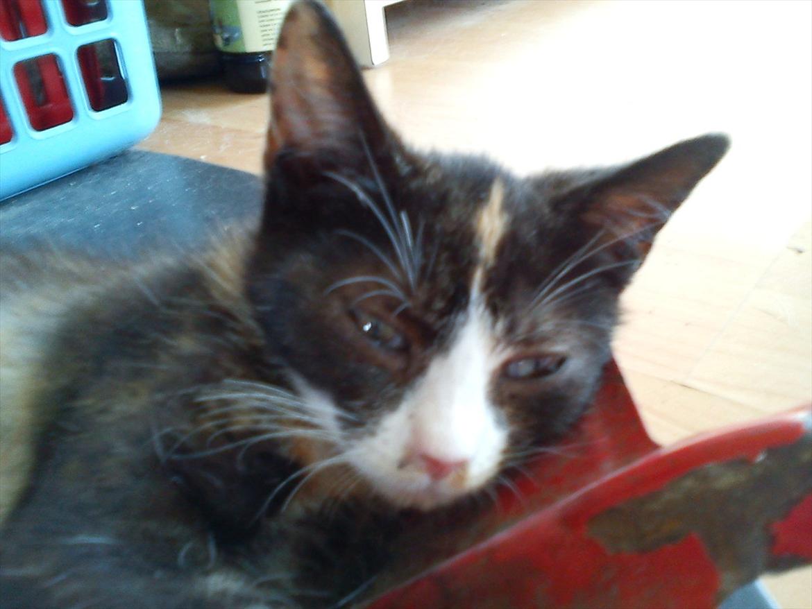 Huskat Litel Handy mis(Min) billede 10