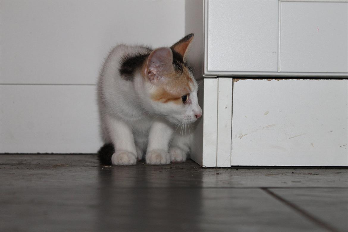 Huskat Darling - # 11
En nysgerrig Darling (-:  billede 11