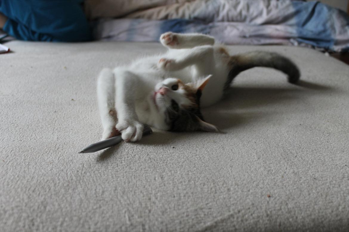 Huskat Darling - # 13
Darling leger igen med min blyand (-: billede 13