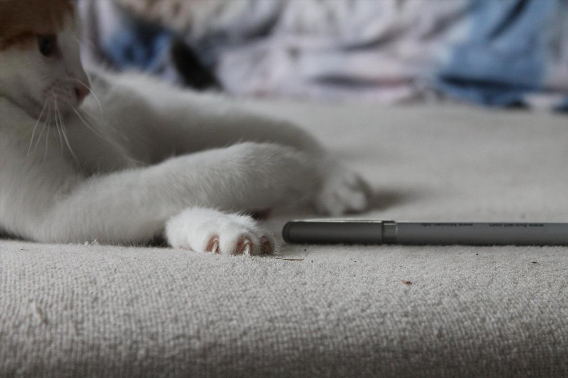 Huskat Darling - # 14
Darling holder godt på sin blyand (-: billede 14