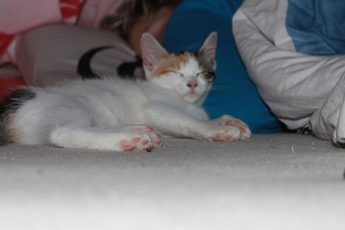 Huskat Darling - # 15
Darling putter med min kæreste (-: billede 15