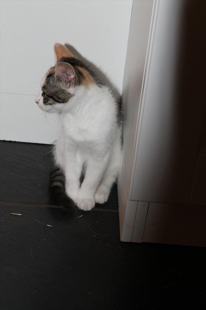 Huskat Darling - # 16
Lille Darling leger model! (-: billede 16