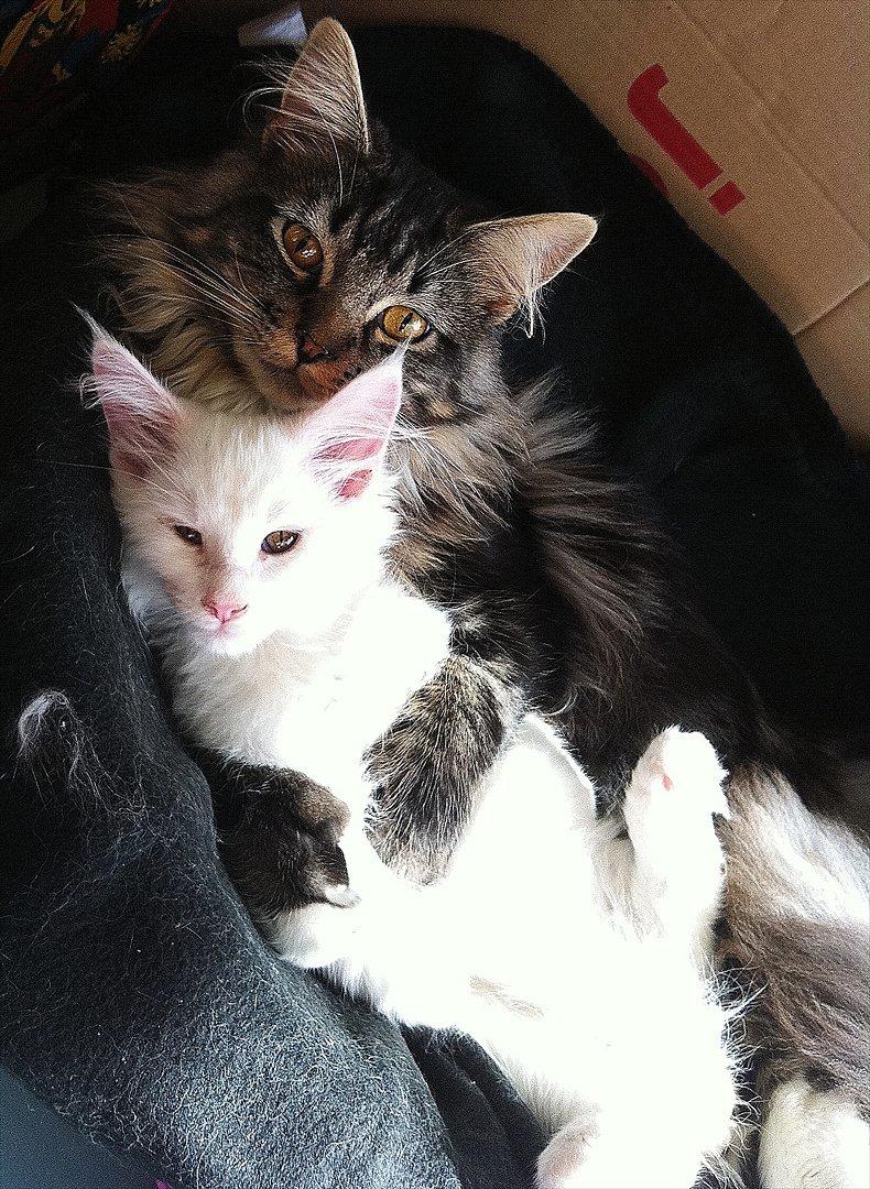 Maine Coon Carrie - Carrie og Tyson, som ligger og hygger billede 3