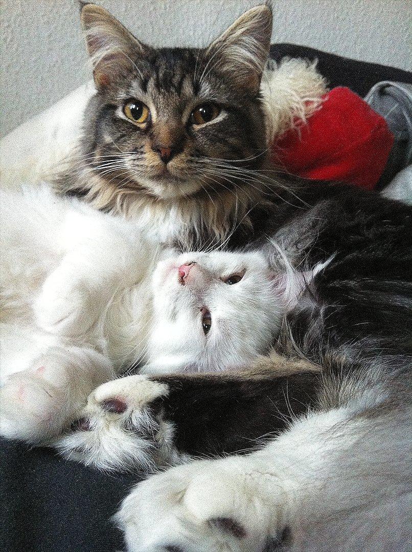 Maine Coon Carrie - Carrie og Tyson, som ligger og hygger billede 4