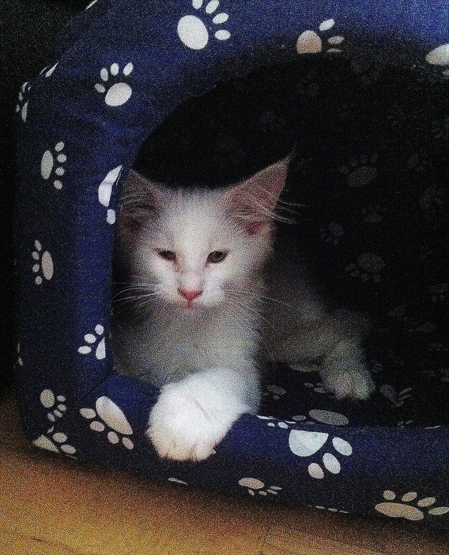 Maine Coon Carrie billede 5