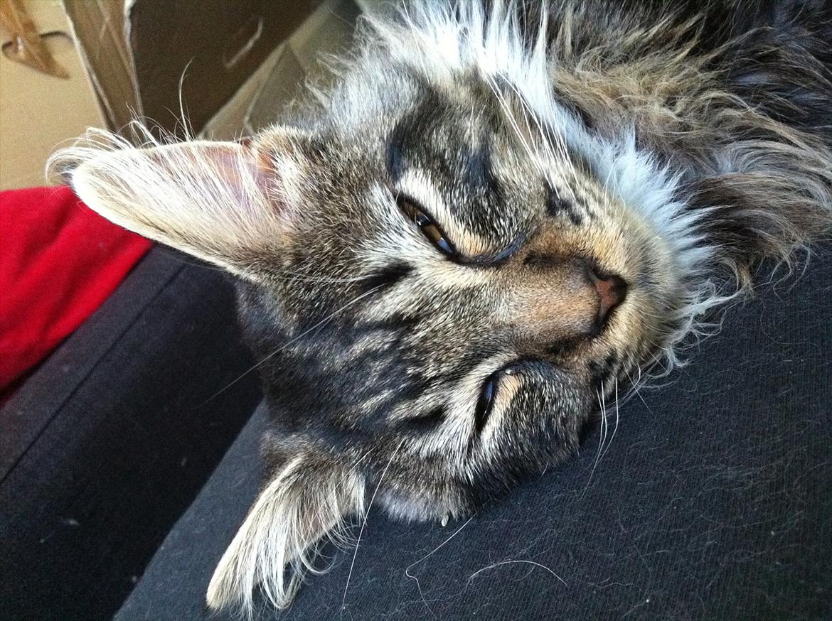 Maine Coon Tyson billede 6