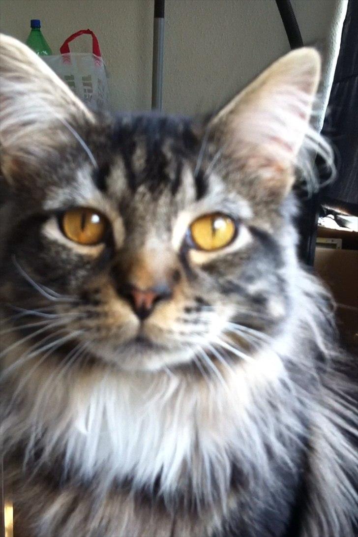 Maine Coon Tyson billede 1