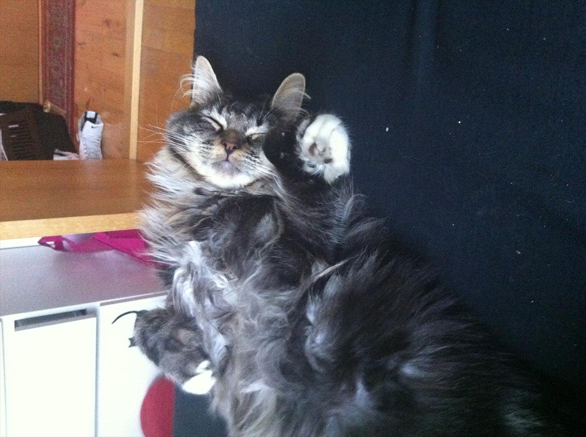 Maine Coon Tyson billede 7