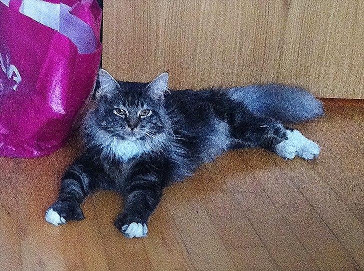 Maine Coon Tyson billede 8
