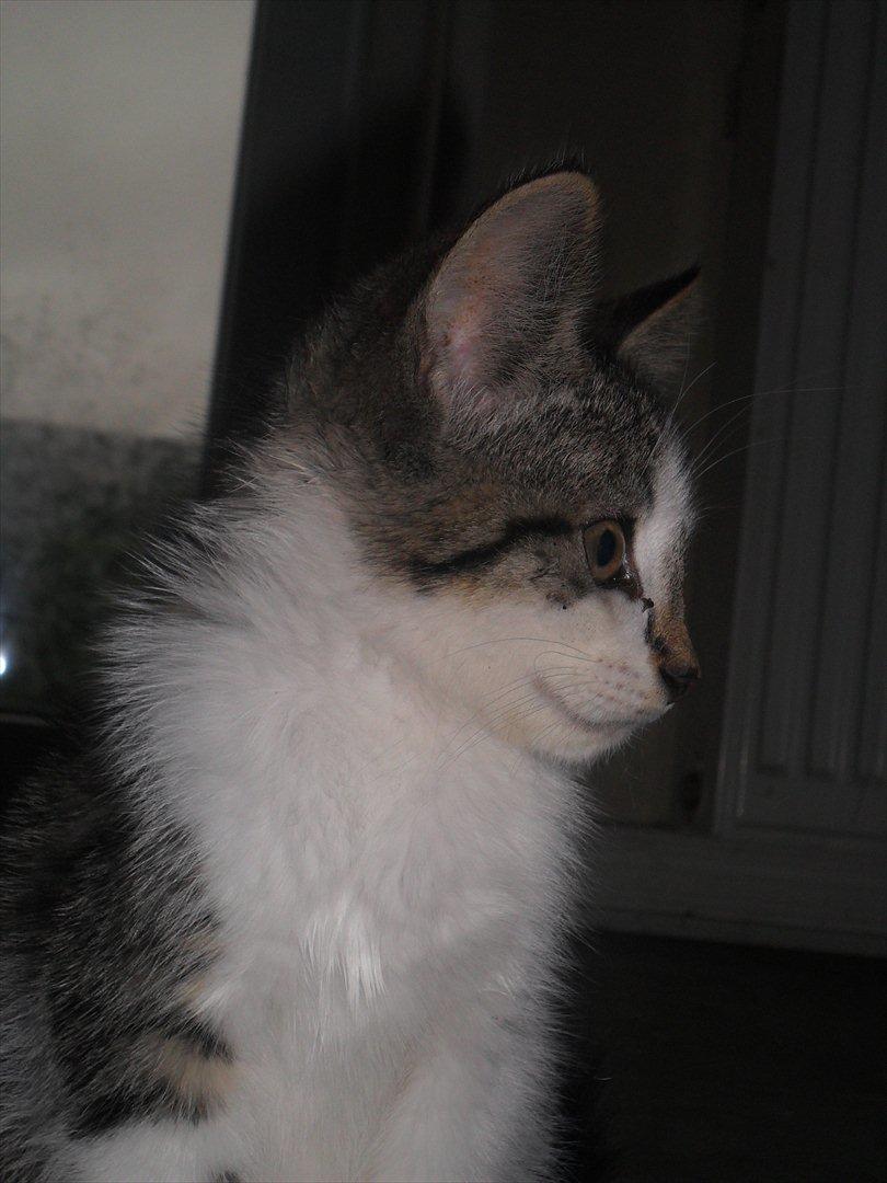 Blanding af racer Tiger<3 :-D billede 12