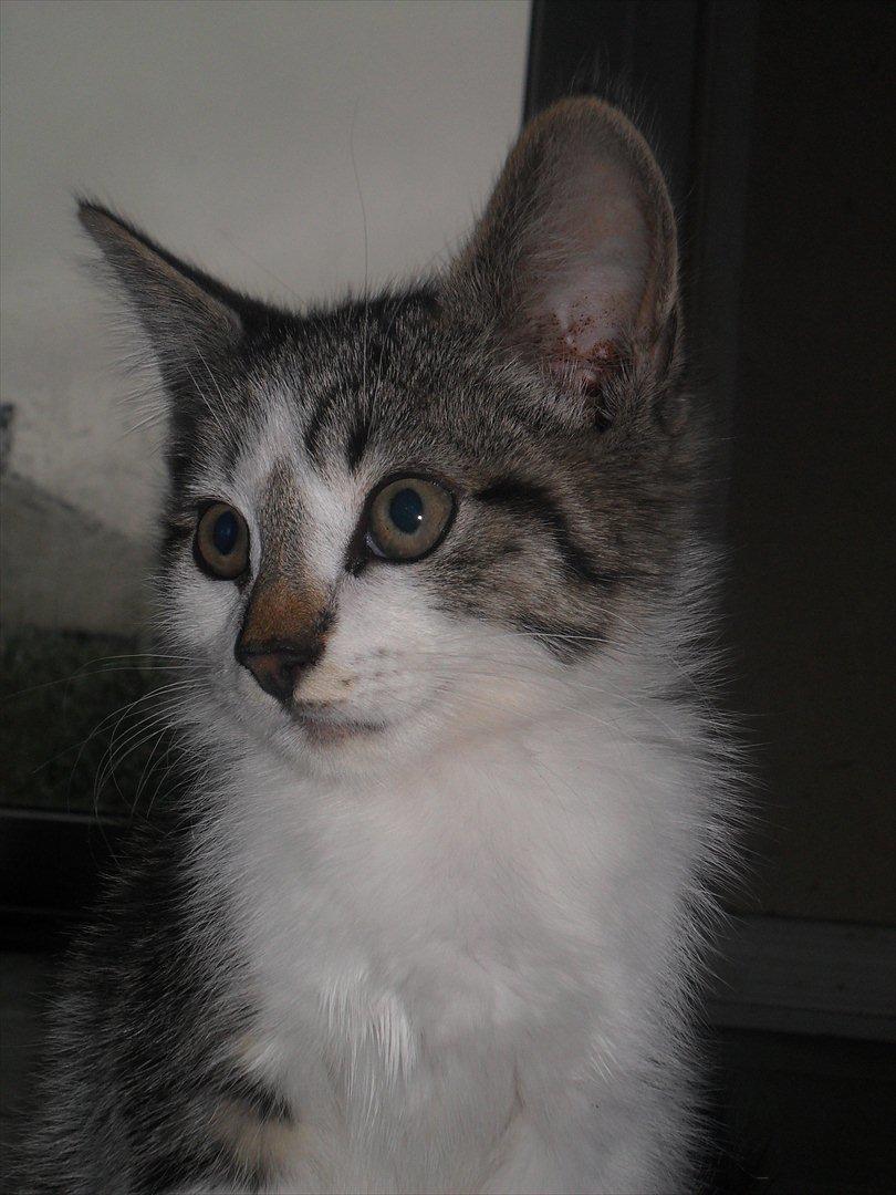 Blanding af racer Tiger<3 :-D billede 13