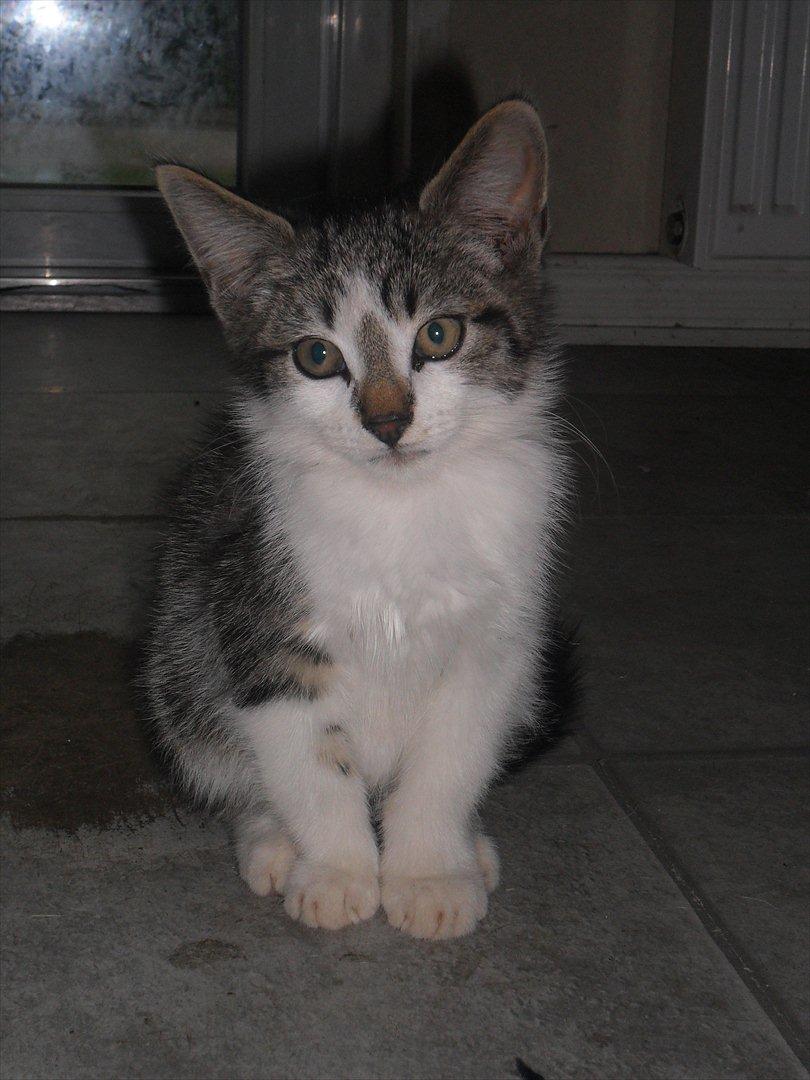 Blanding af racer Tiger<3 :-D billede 14