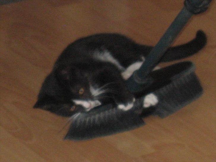 Huskat Stella billede 10